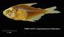 Hyphessobrycon bifasciatus FMNH 54374 lateral 30 mmSL